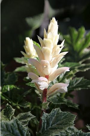 Acanthus mollis whitewater